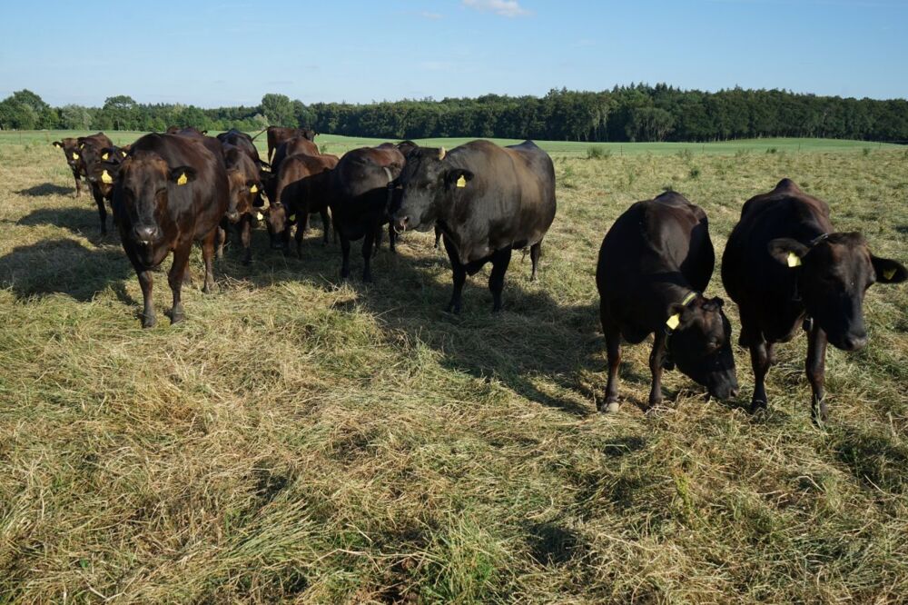 Gemeinsames weiden unserer Wagyu- Rinder auf der Wagyfarm