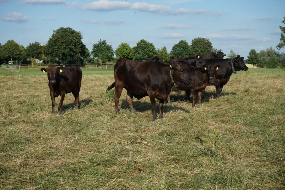 Wagyu- Herde in den Sommermonaten im Freien