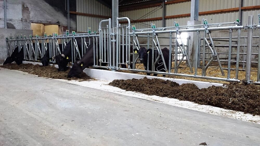 Saubere Stallung für Wagyurinder auf der Wagyufarm in MV