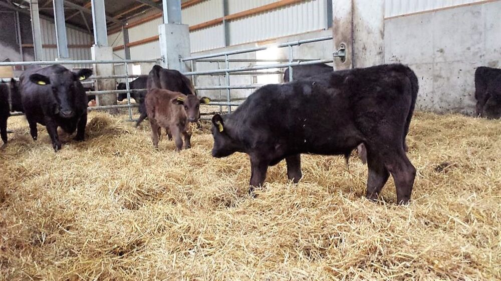 Wagyu- Rinder im Winter mit frischem Stroh in der Stallung