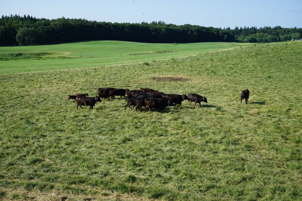 Wagyu- Rinderherde beim freien Ausgang