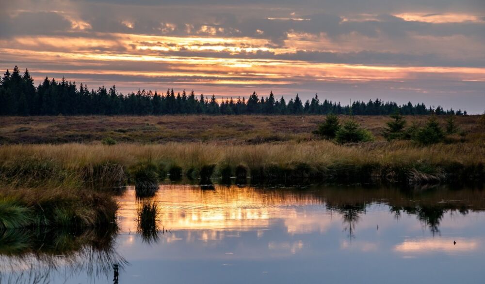 Moorlandschaft