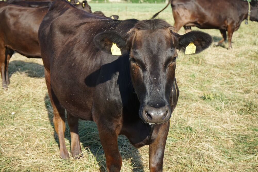 Freie Bewegung für Wagyu- Rinder auf unseren Weideplätzen