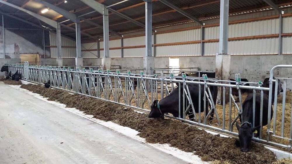 Wagyu- Rinder im Winterhalbjahr im Stall